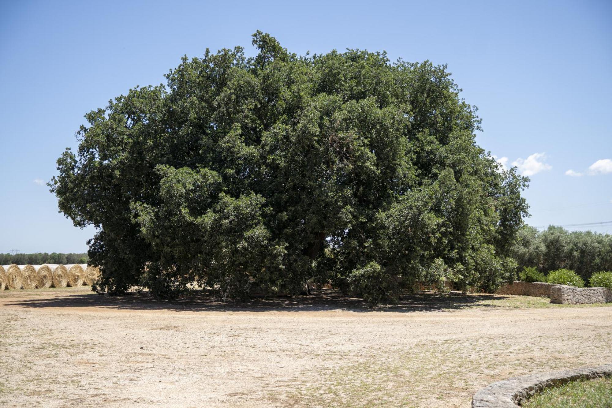 Masseria Palmo فرانكافيلا فونتانا المظهر الخارجي الصورة