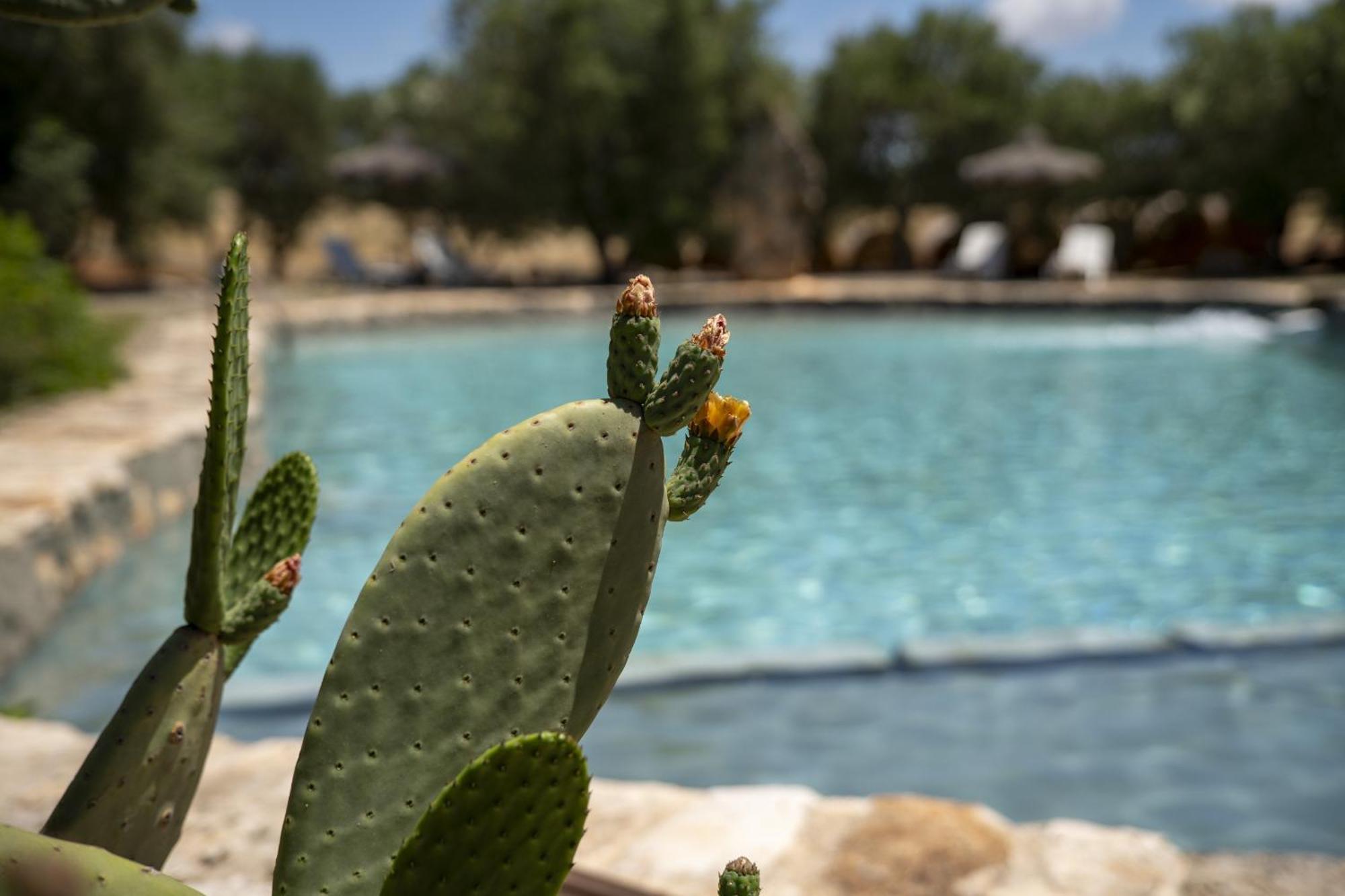 Masseria Palmo فرانكافيلا فونتانا المظهر الخارجي الصورة